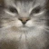 Gugus emote