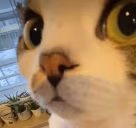 what emote