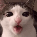 CatCrunch emote