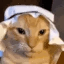 ANELECAT emote