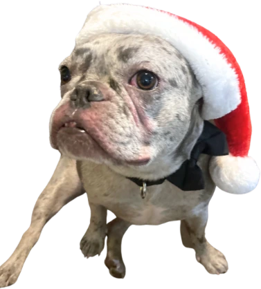 Titopaws emote