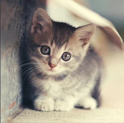 Cute_Cat emote