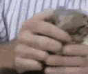 SquishCat emote