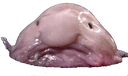 Blobfish emote