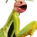 PagMantis emote