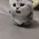 leon emote