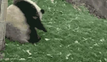 Pandaflips emote