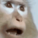 monkeyShocked emote