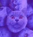 poisonberry emote