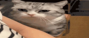 CatAsk emote
