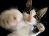 Kotikbox animated emote