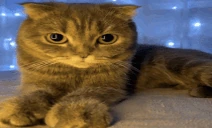 cute emote