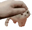 petpet_el_wiwi emote