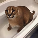 Dogger emote