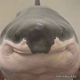 Shork emote
