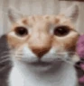 Myhonestreaction emote