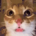 kuh emote