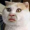 funny_cat_smashed_face_hawtf emote
