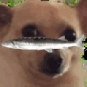 awkdippedinjoel emote