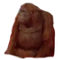 WhereMonkey emote
