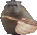 carpincho emote