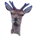 deer23 emote
