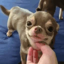 pleased emote
