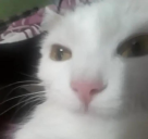 el