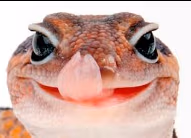 AFTLick emote