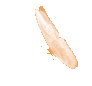 o_butterfly emote
