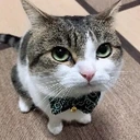 CE_GentleCatLooking emote