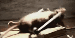 RatTraining animated emote