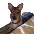 miska emote