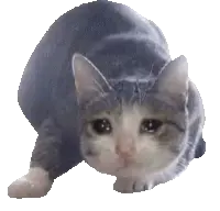 sad_cat_wiggle emote