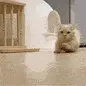 CatRun emote