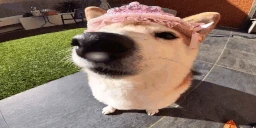 popipopipipopipo emote