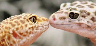LeopardGeckoKiss emote