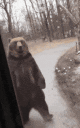bear animated emote