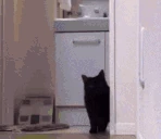Investicat emote