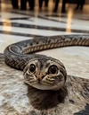 snat emoji