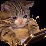 sadcat emote