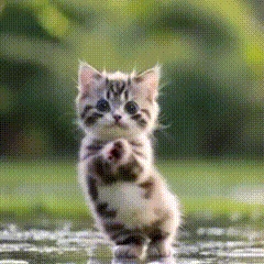 dancingcat emote