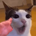 catYap emoji