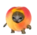 peachcat emote