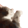 cat_what animated emote