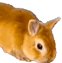 BunJam emote