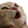 catpog emote