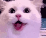 catHappy emote