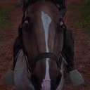 cavalo_assustado emote