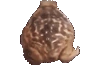 frogspin emote